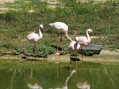 101PARC AUX OISEAUX DANS L AIN 2016 1_000014